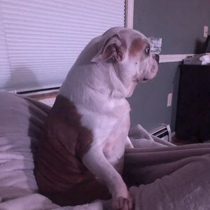 Meet your Posher, Paige